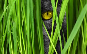 cat, cat grass