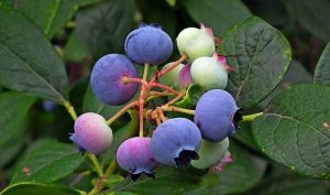 bilberry, berry, herb, leaves, cataract