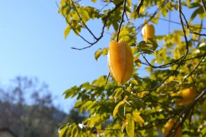 carom, fruit, female sterility