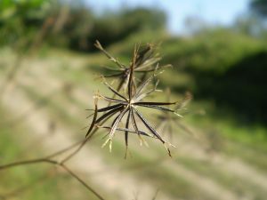 Tribulus, female sterility