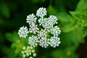 Yarrow, flowers, female sterility