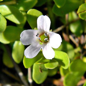 water hyssop, bacopa monnieri, flower, herb, parkinson's symptoms