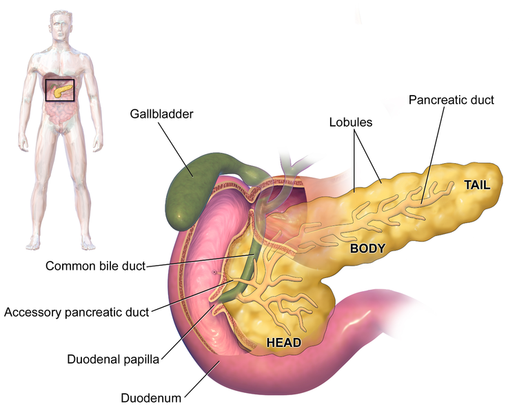 pancreas, organ, prevent pancreatic cancer