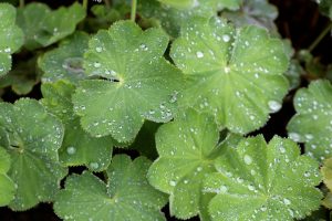 lady's mantle, plant, herb, irregular menstrual cycle