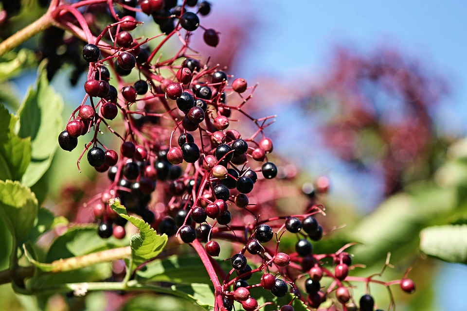 elderberry