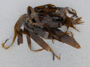 kelp, seaweed