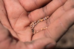 radish seeds, seeds