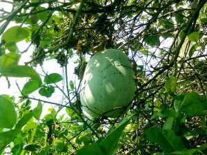 ash gourd