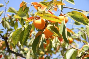 persimmon, leaves, fruit