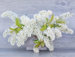 white lilac, flowers