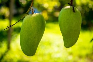 green mango, fruit, vitamin c, home remedies for scurvy