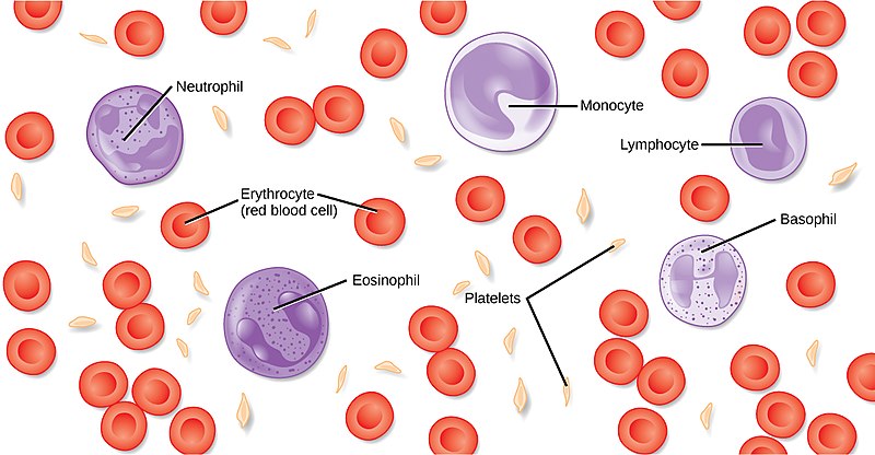 blood cells, platelets, blood
