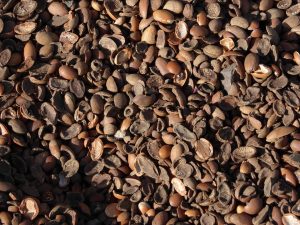 Argan oil, argran nuts, Moroccan oil, split ends
