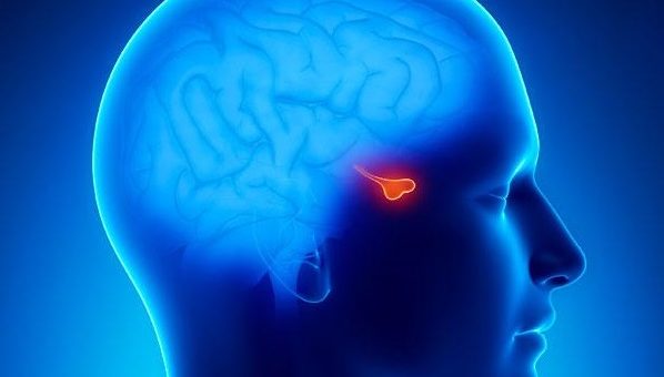 pituitary